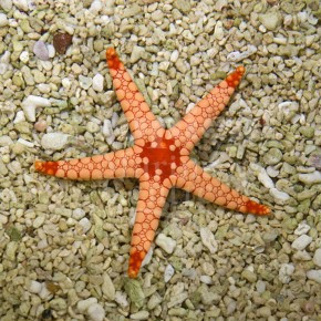 orange-maldive-starfish.jpg