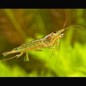shrimpt-amano-caridina-japonica-35-4-sm_3.jpg