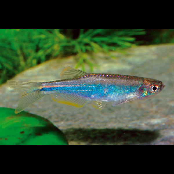 Danio Azul