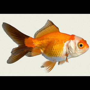 red-black-white-oranda-fancy-goldfish.jpg