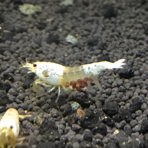 white-golden-rili-shrimp-2.jpg