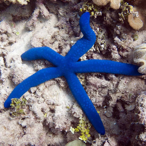 Estrela-do-mar Azul