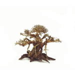 BONSAQUA Bonsai 12x15cm