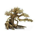 BONSAQUA Bonsai inclinada 30x35cm