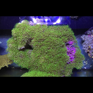weed-corals-5-770x578.jpg