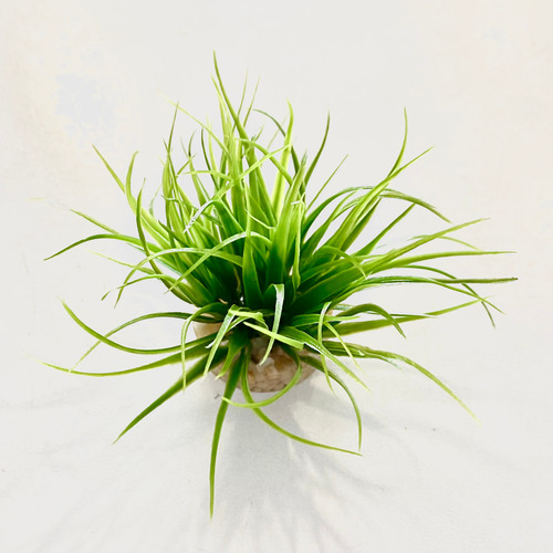 SYDECO Aqua Nano Moss
