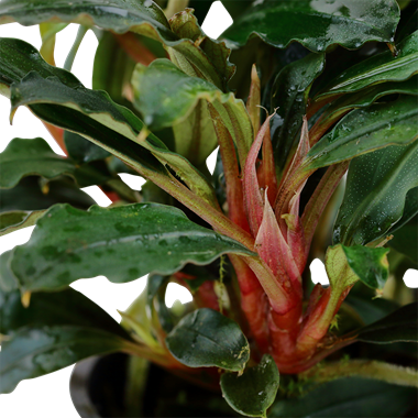 Bucephalandra "Lamandau Mini Red" (Vaso)