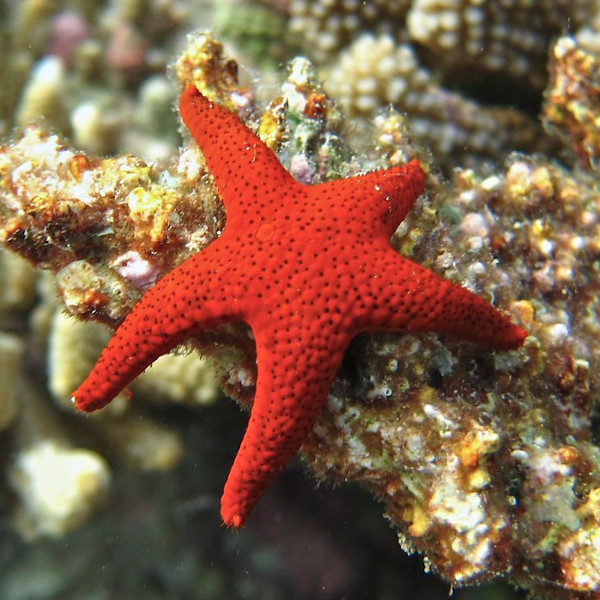 Estrela do Mar Vermelha