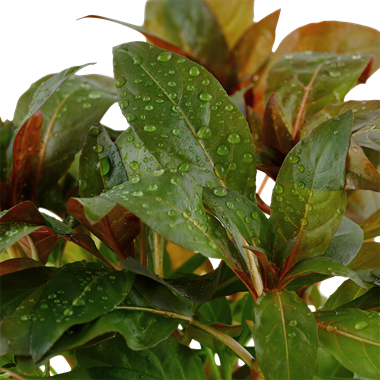 Ludwigia glandulosa (vaso)