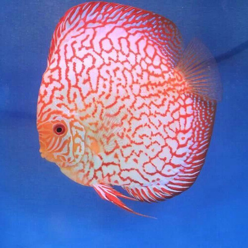 Discus Pigeon Red Map