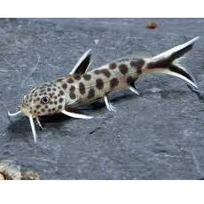 Peixe-Gato Leopardo
