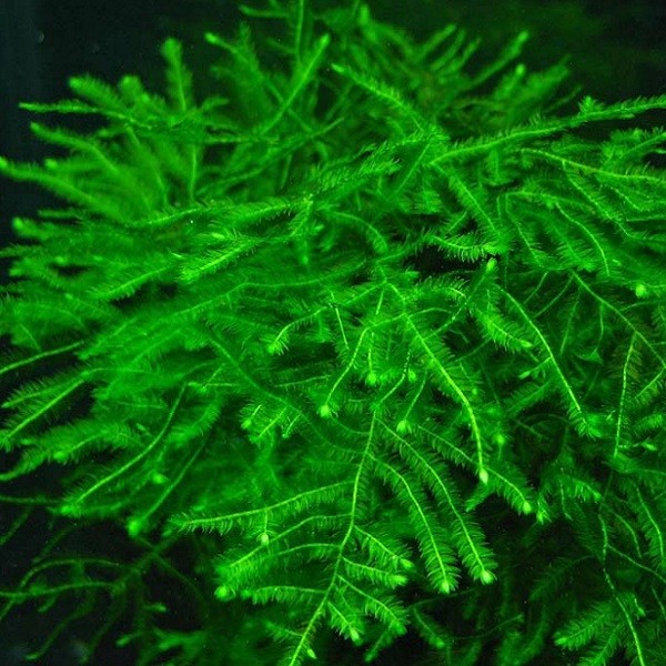 Musgo Spiky (in vitro)