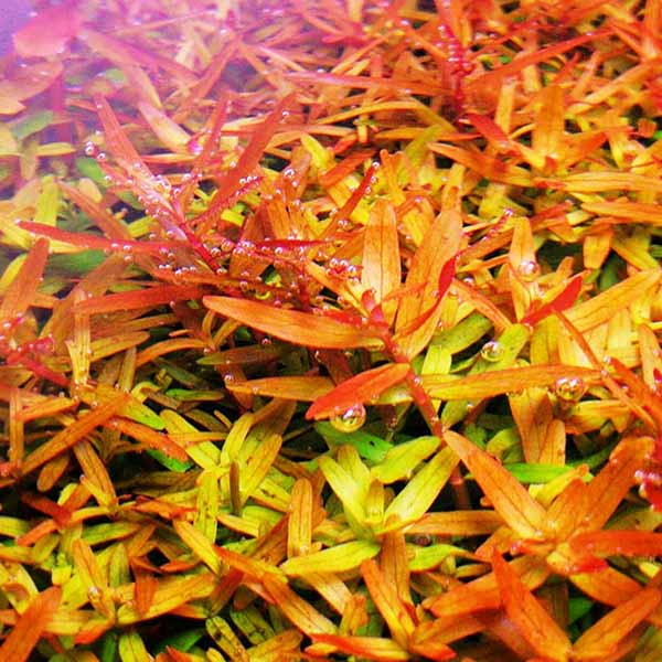 Rotala rotundifolia laranja (Vaso)