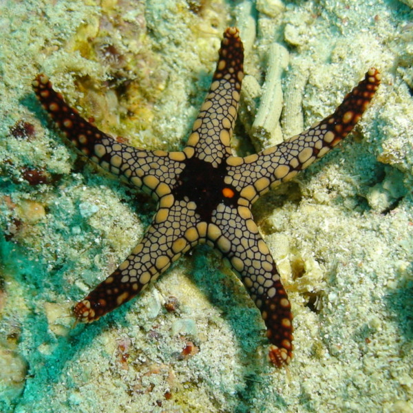 Estrela do Mar de Heffermani