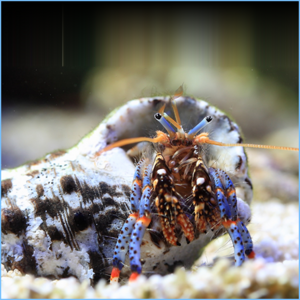 blue-leg-hermit-crab.png