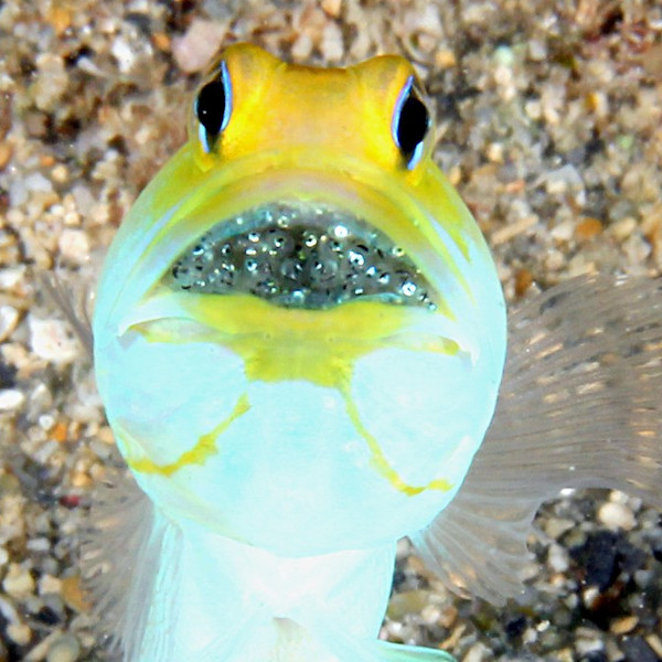 Jawfish de Cabeça Amarela