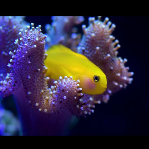 Góbio Amarelo dos corais