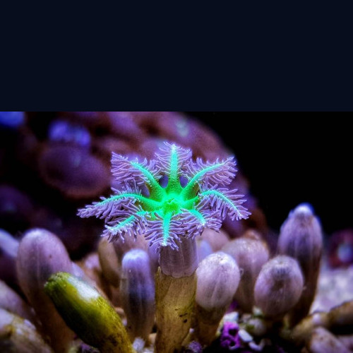 Star Polyp - Clavularia (frag)