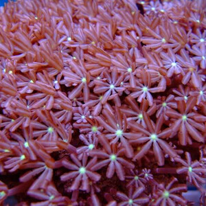 cervera-coral-jasmin.jpg