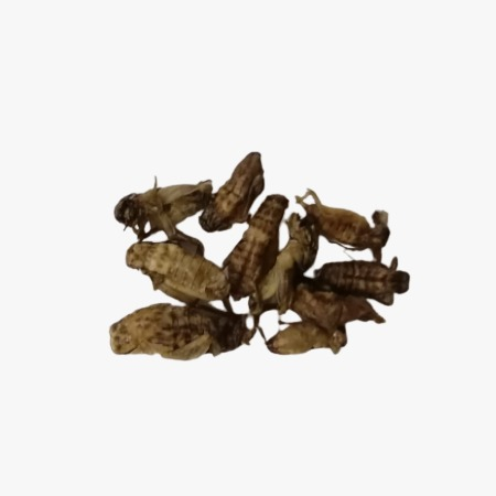 NUTRINSECT Grilo Desidratado Médio (3g)