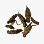 NUTRINSECT Grilo Desidratado Grande (3g)