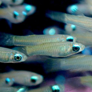 Guppy Fêmea Cobra Azul - AquaLovers