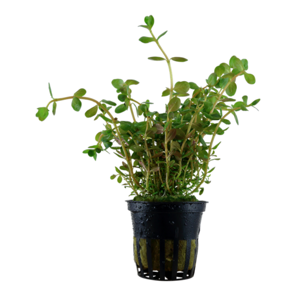Rotala rotundifolia (Vaso)