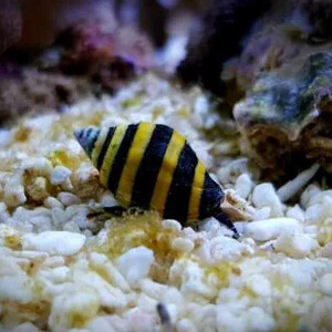 bumblebee-snail.jpg