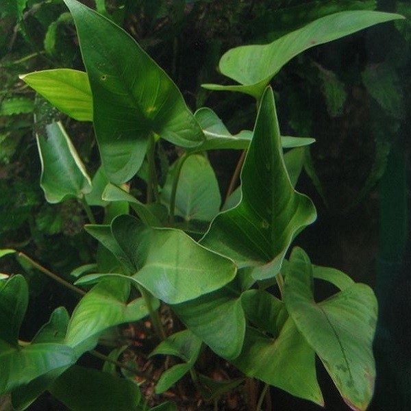 Anúbia gracilis (Vaso)