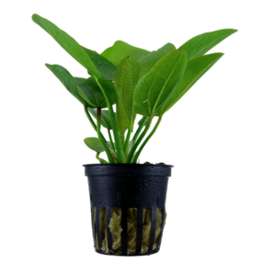 Echinodorus Aquartica (vaso)