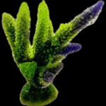 NATUREFORM Coral Staghorn Green Acropora