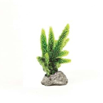 NATUREFORM Coral Staghorn Green Acropora