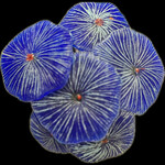 NATUREFORM Coral Mushroom Colony Blue Discosoma sp