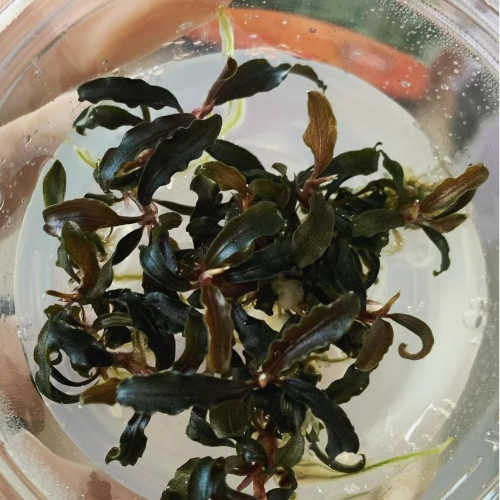 Bucephalandra "kedagang" (in vitro)