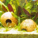 JBL Cocos Cava 1/1L