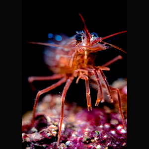 peppermintshrimp.jpg