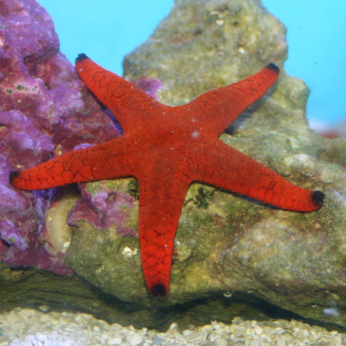 Estrela-do-mar Vermelha de Pontas Pretas