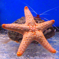 Estrela-do-mar Deep Sea