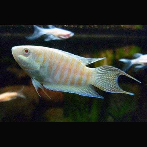 Peixe Paraíso Albino