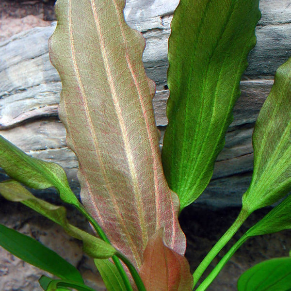Echinodorus 