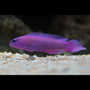 pseudochromis-fridmani-elevage-l.jpg