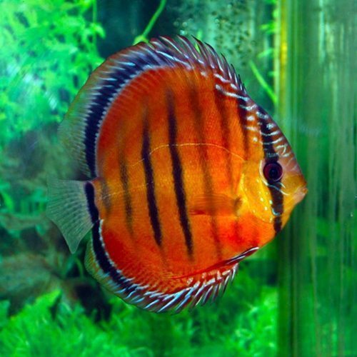 Discus Red Alenquer S