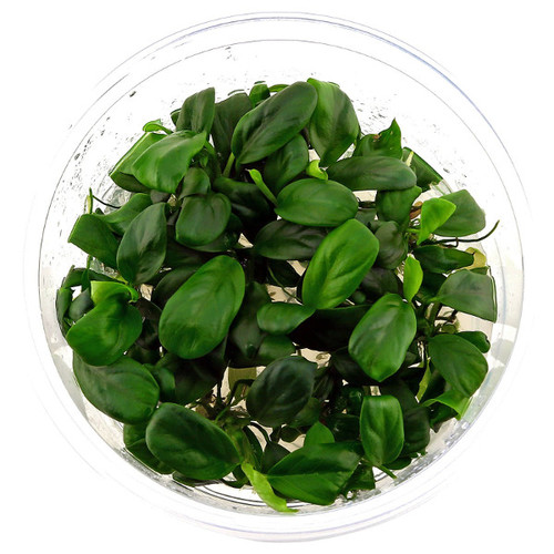Anubia barteri var. nana ‘Bonsai’ (in vitro)