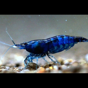 dream-blue-shrimp.jpeg